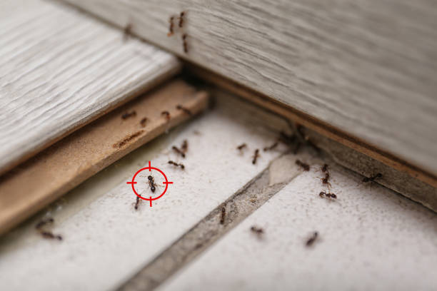 Best Emergency Pest Control  in Cedar Rapids, IA